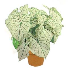 کالادیوم کاندیدوم